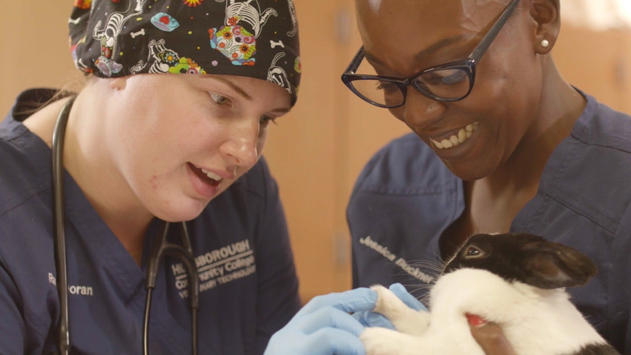 Veterinary Technology AS Hillsborough Community College